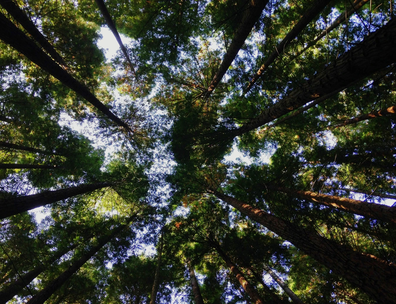 image d'arbres vue d'en bas